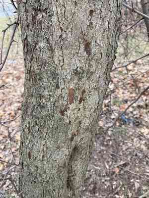 Hawthorns (Crataegus)(Crataegus)