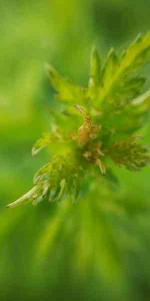 Hawthorns (Crataegus)(Crataegus)