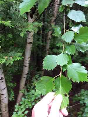Hawthorns (Crataegus)(Crataegus)