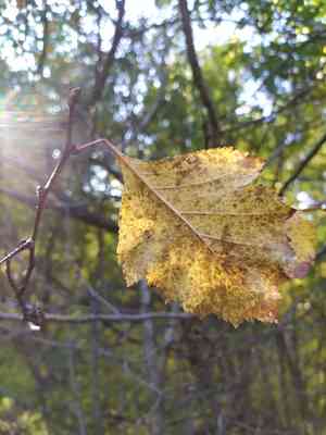 Hawthorns (Crataegus)(Crataegus)