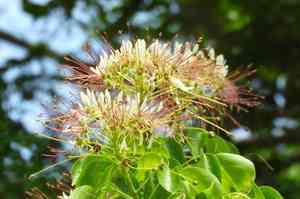 Garlic pear tree(Crateva tapia)