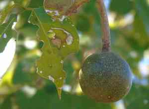 Garlic pear tree(Crateva tapia)