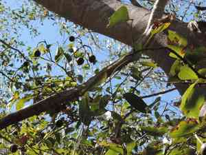 Garlic pear tree(Crateva tapia)