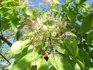 Garlic pear tree(Crateva tapia)