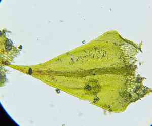 Cratoneuron moss(Cratoneuron filicinum)