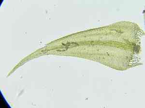 Cratoneuron moss(Cratoneuron filicinum)