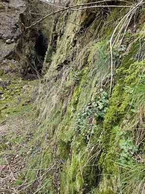 Cratoneuron moss(Cratoneuron filicinum)