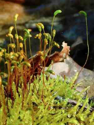 Cratoneuron moss(Cratoneuron filicinum)
