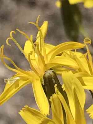 Hawk's beard(Crepis acuminata)