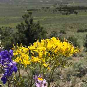 Hawk's beard(Crepis acuminata)