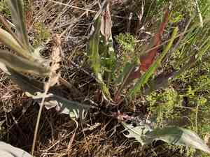Hawk's beard(Crepis acuminata)