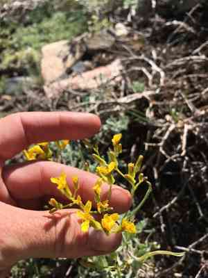 Hawk's beard(Crepis acuminata)