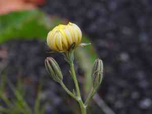 Italian hawksbeard(Crepis bursifolia)