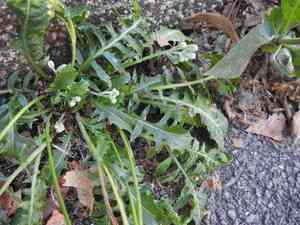 Italian hawksbeard(Crepis bursifolia)