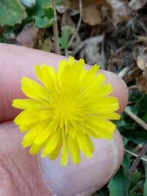 Italian hawksbeard(Crepis bursifolia)