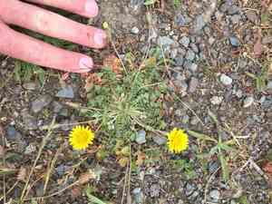 Italian hawksbeard(Crepis bursifolia)