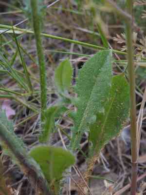 Stinking hawksbeard(Crepis foetida)
