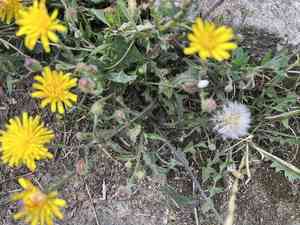 Stinking hawksbeard(Crepis foetida)
