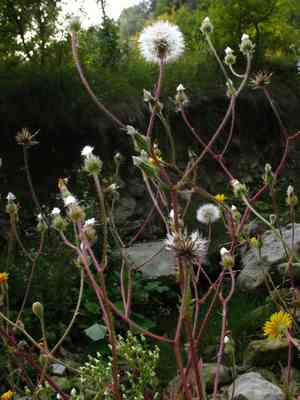 Stinking hawksbeard(Crepis foetida)