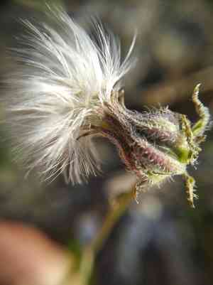 Stinking hawksbeard(Crepis foetida)