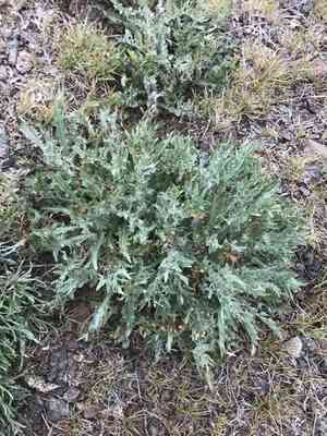 Siskiyou hawk's-beard(Crepis modocensis)