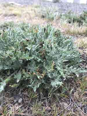 Siskiyou hawk's-beard(Crepis modocensis)