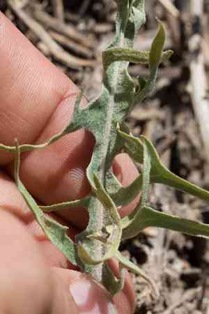 Nakedstem hawksbeard(Crepis pleurocarpa)