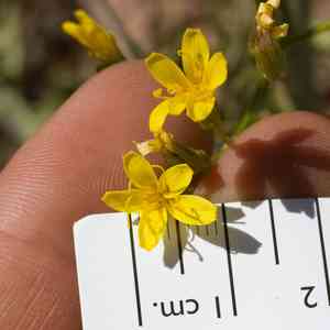 Nakedstem hawksbeard(Crepis pleurocarpa)