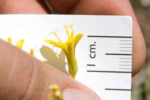 Nakedstem hawksbeard(Crepis pleurocarpa)