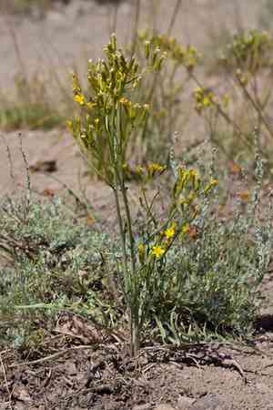 Nakedstem hawksbeard(Crepis pleurocarpa)