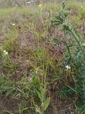 Smallflower hawksbeard(Crepis pulchra)