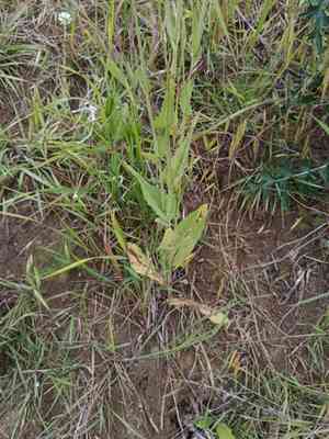 Smallflower hawksbeard(Crepis pulchra)