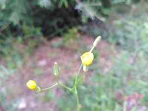 Smallflower hawksbeard(Crepis pulchra)