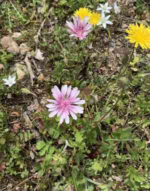 Pink hawk's-beard(Crepis rubra)