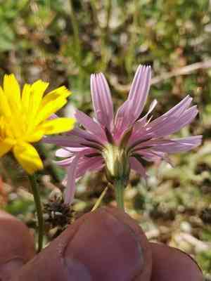 Pink hawk's-beard(Crepis rubra)