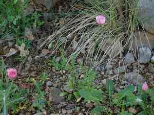 Pink hawk's-beard(Crepis rubra)