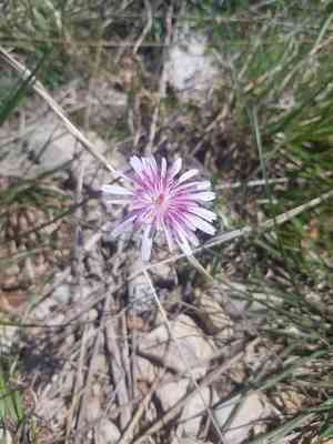 Pink hawk's-beard(Crepis rubra)