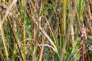 Hall's meadow hawksbeard(Crepis runcinata)