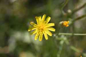 Hall's meadow hawksbeard(Crepis runcinata)
