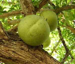 Morrito(Crescentia alata)