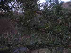 Morrito(Crescentia alata)
