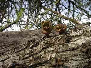 Morrito(Crescentia alata)