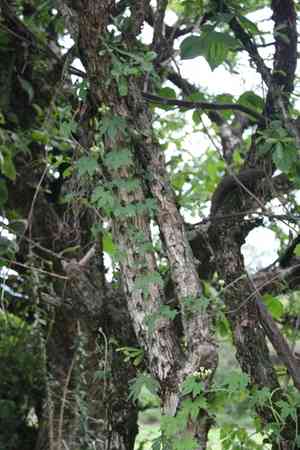 Morrito(Crescentia alata)