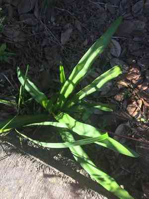Florida swamp-lily(Crinum americanum)