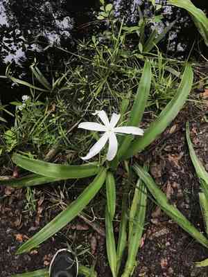 Florida swamp-lily(Crinum americanum)