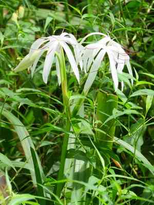 Florida swamp-lily(Crinum americanum)