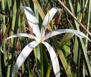 Florida swamp-lily(Crinum americanum)