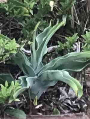 Cape coast lily(Crinum macowanii)