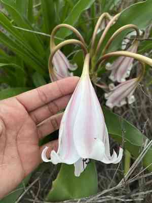 Cape coast lily(Crinum macowanii)
