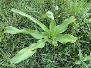 Cape coast lily(Crinum macowanii)
